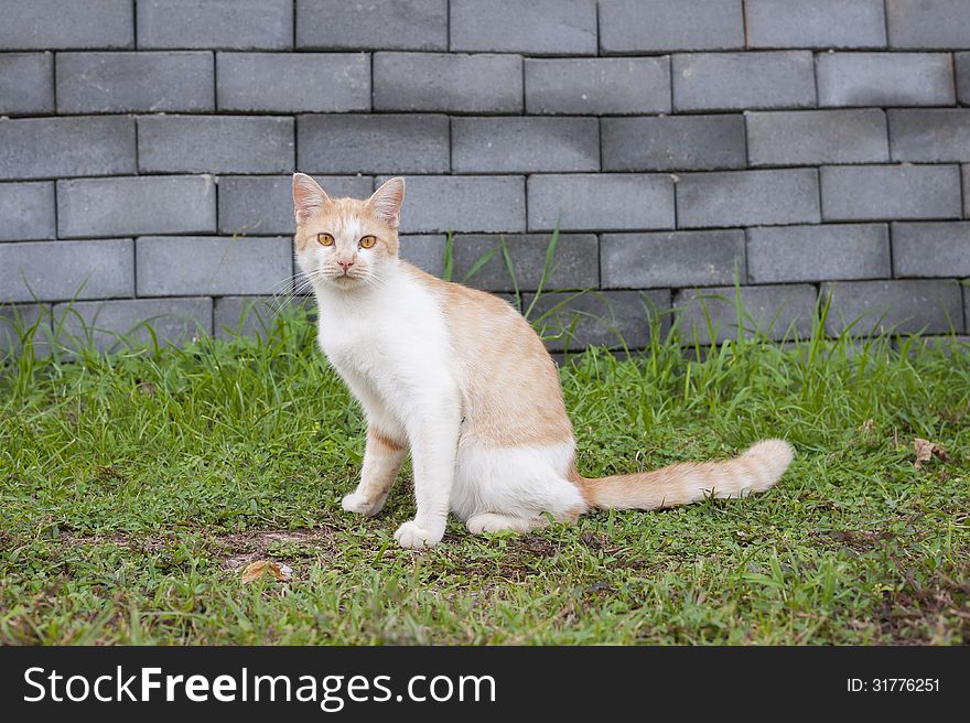 A cat sitting in the garden