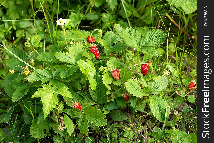 Fresh red strawberries growing in the garden