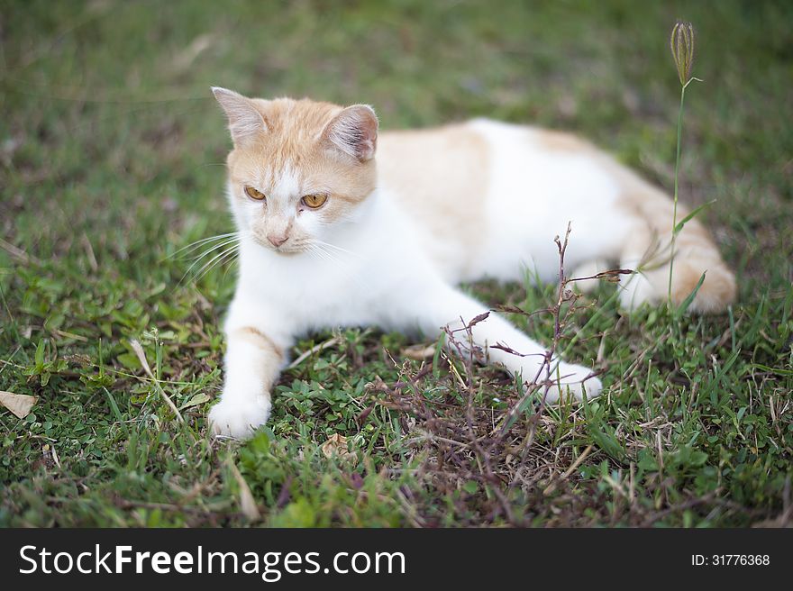 A cat lying down in the garden