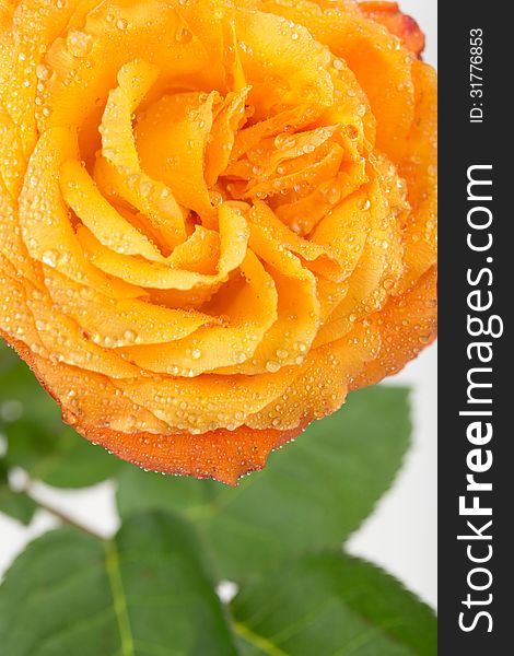 Yellow rose with water drops close-up. Yellow rose with water drops close-up