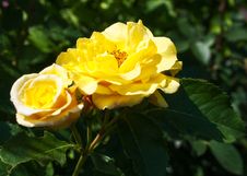 Two Yellow Rose In The Garden Stock Image