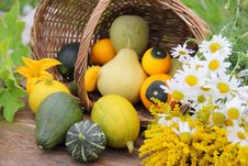 Still Life With Assorted Gourds Royalty Free Stock Photography Still Life With Assorted Gourds Royalty Free Stock Photography