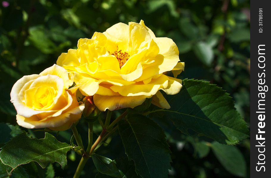 Two yellow rose in the garden