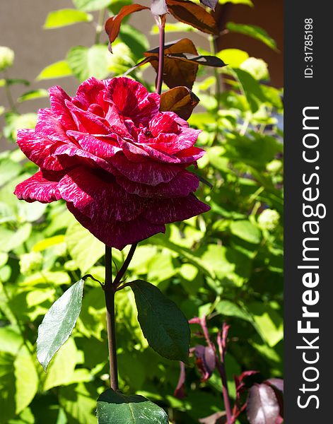 Red rose in the garden on sunny summer day