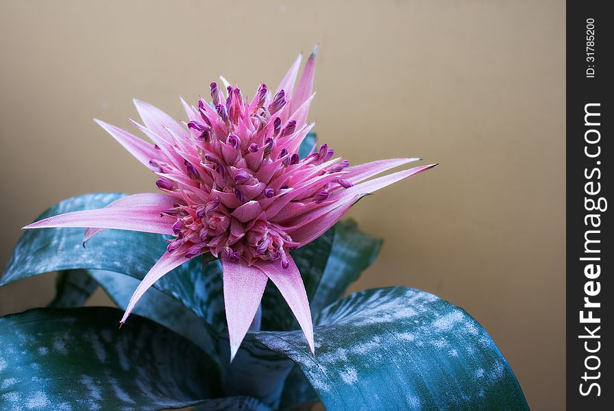 Pink decorative flower room