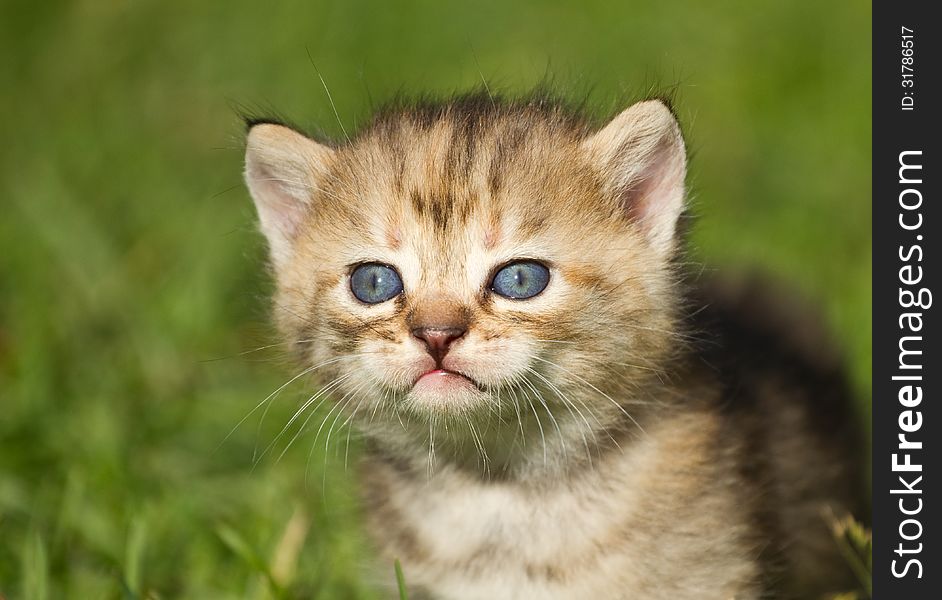 Kitten on the green grass. Kitten on the green grass