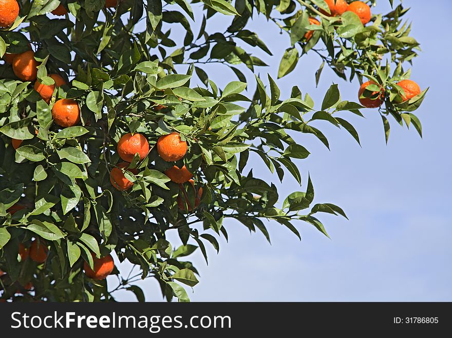 Branch of an orange tree against blue sky