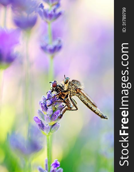 Robber fly with victim between the lavender flowers.