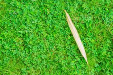 Dry Leaf On Grass Stock Photos Dry Leaf On Grass Stock Photos