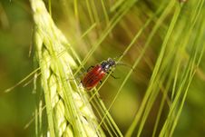 Beetle On A Spike In A Wheat Field Stock Photos Beetle On A Spike In A Wheat Field Stock Photos