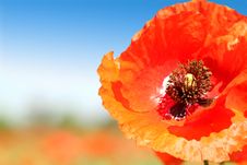 Poppy Close-up Stock Photos Poppy Close-up Stock Photos