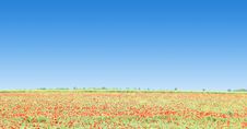 Poppy Flowers Against The Blue Sky And Trees Royalty Free Stock Photography
