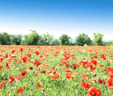 Poppy Flowers Against The Blue Sky And Trees Royalty Free Stock Photo Poppy Flowers Against The Blue Sky And Trees Royalty Free Stock Photo