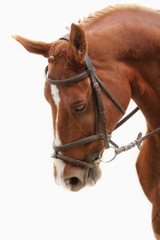 Portrait Of Arabian Stallion Royalty Free Stock Images