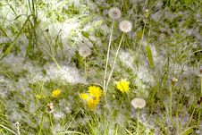 Green Grass And Dandelions Powdered Poplar Fluff Stock Photo