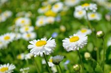 Daisies Stock Photo Daisies Stock Photo