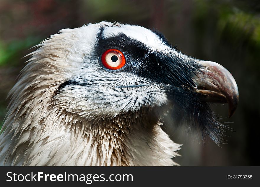 Beard Vulture Closeup