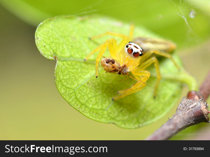 Jumping Spider Up Side Down Spider and The Pacemakers strange.