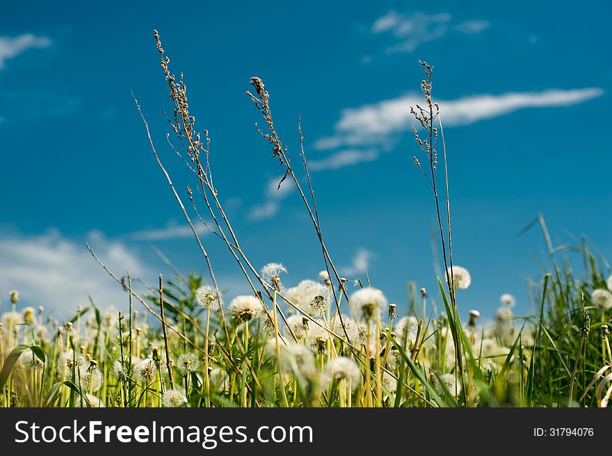 Field with dandelions and a high grass against the sky
