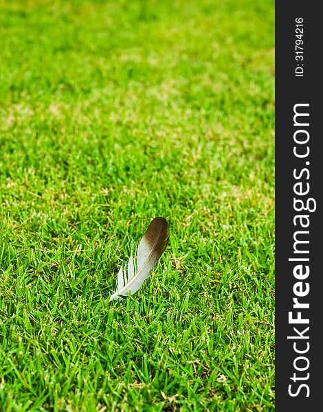 Feather on green grass background. Feather on green grass background