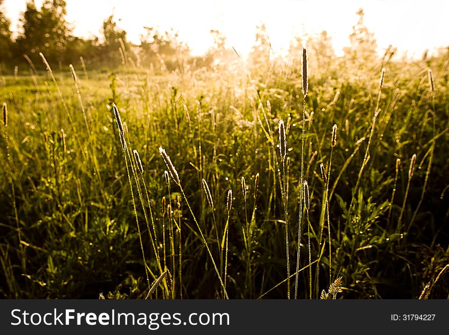 Sunset in the field, high grass