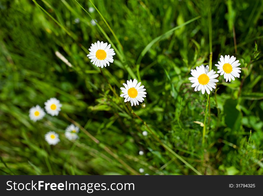 Beautiful white daisies against a green grass. Beautiful white daisies against a green grass