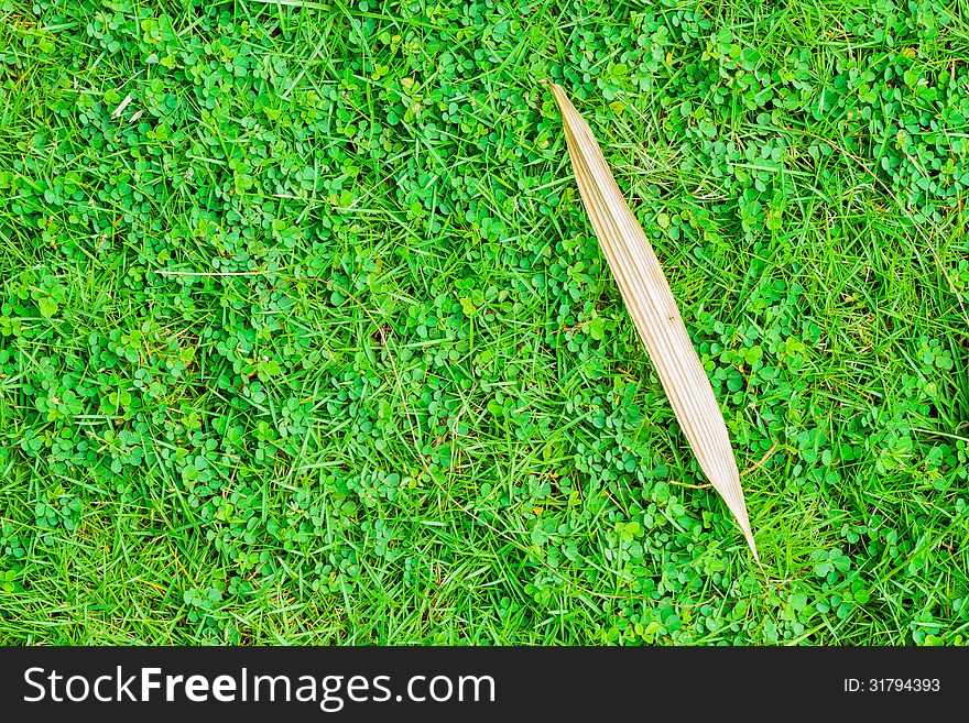 Dry leaf of bamboo on green grass background. Dry leaf of bamboo on green grass background