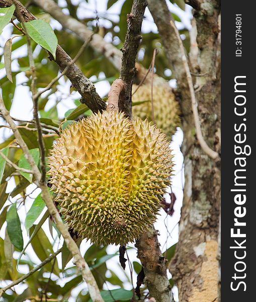 Fresh durian on its tree in the orchard. Fresh durian on its tree in the orchard