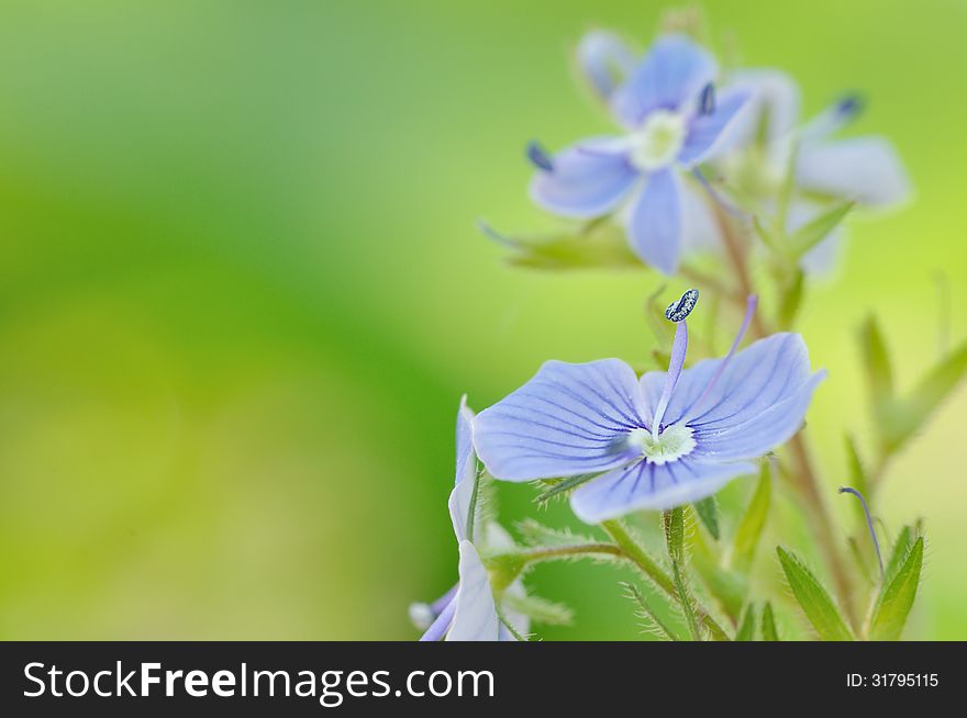 Beautiful blue flowers background - Macro with copy space. Beautiful blue flowers background - Macro with copy space