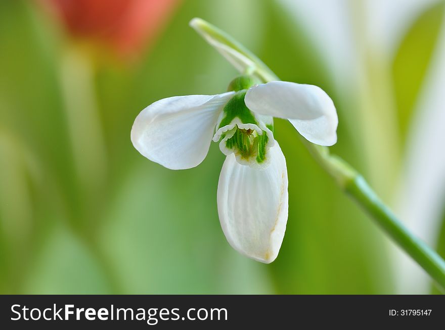 Snowdrop flower with copy space