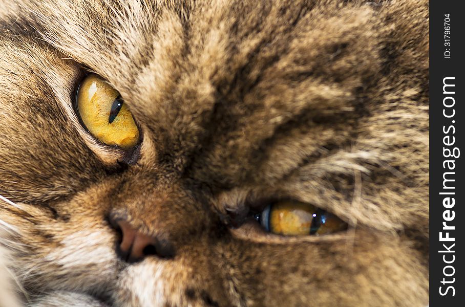 Persian cat portrait (small depth of sharpness). Persian cat portrait (small depth of sharpness)