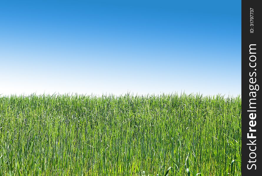 A Green Wheat Field