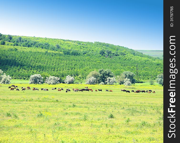 Herd of cows grazing on a meadow against a green hill. Herd of cows grazing on a meadow against a green hill.