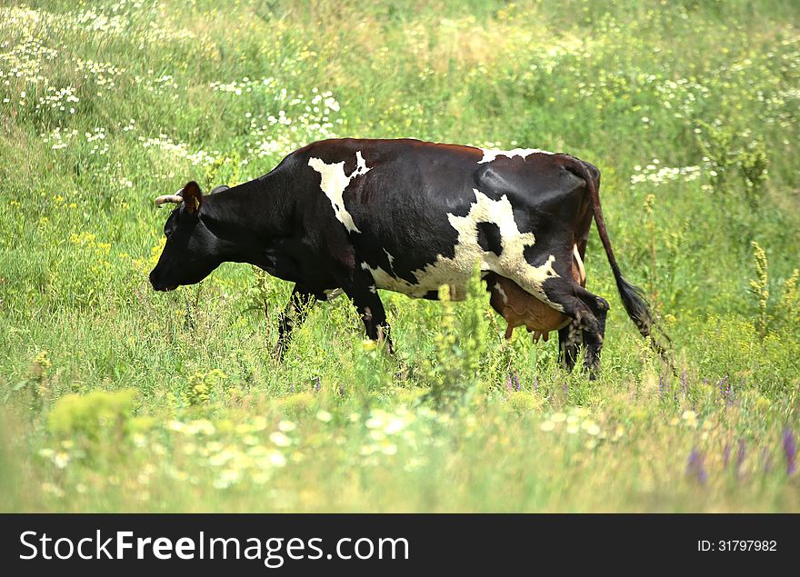 Black-white cow eats grass on the green field.