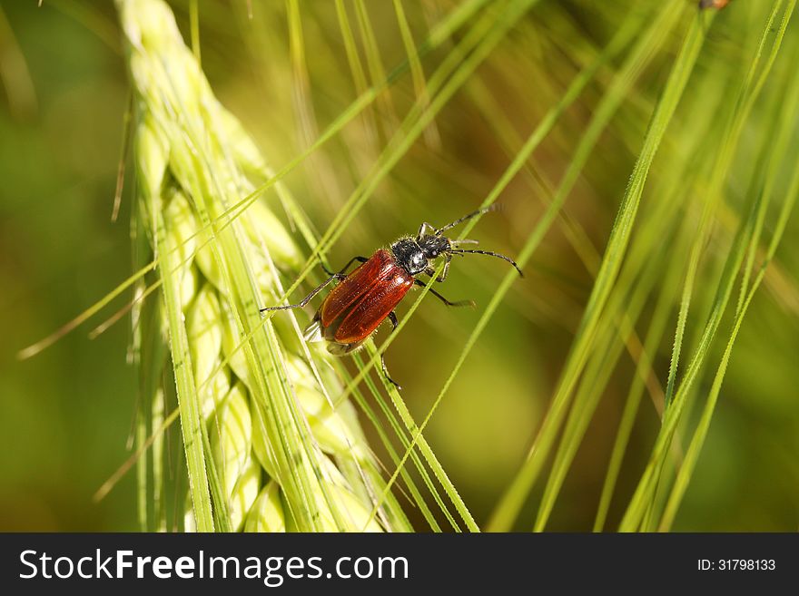 Beetle on a spike in a wheat field