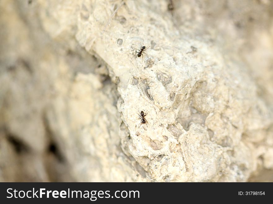 Ants on the rock, macro view as background