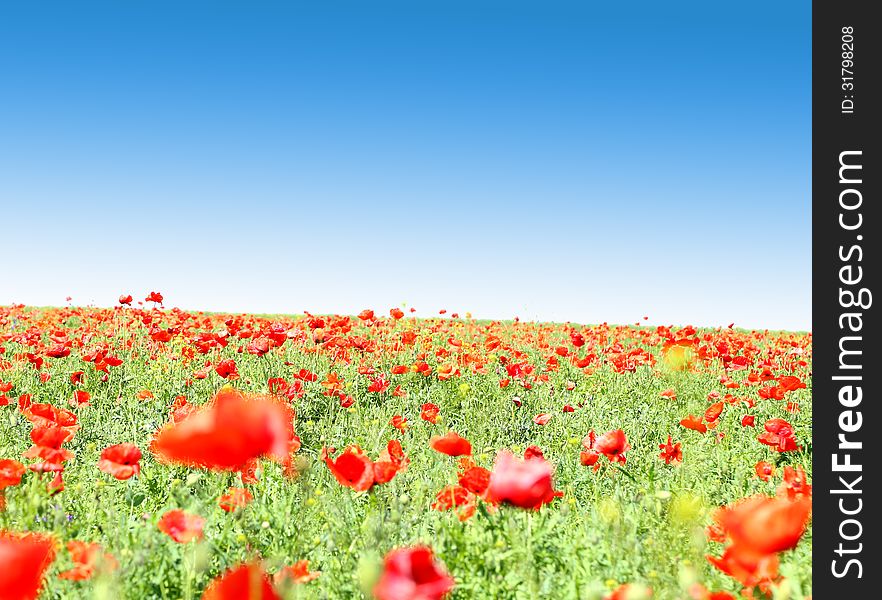 Poppy flowers against the blue sky as abackground.