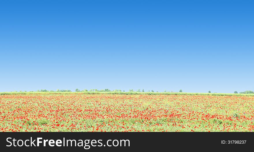 Poppy flowers against the blue sky and trees as a background