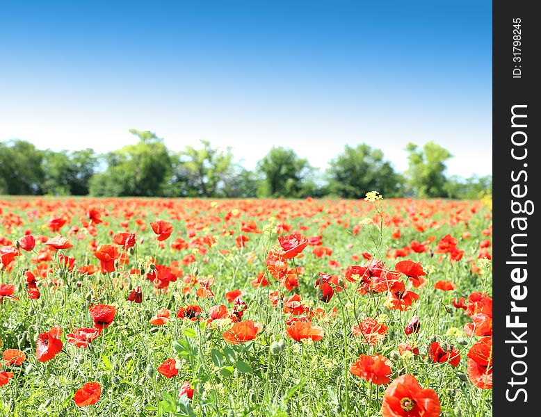 Poppy flowers against the blue sky and trees