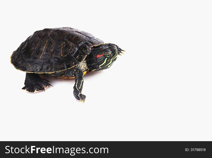 Turtle on the white background (details)