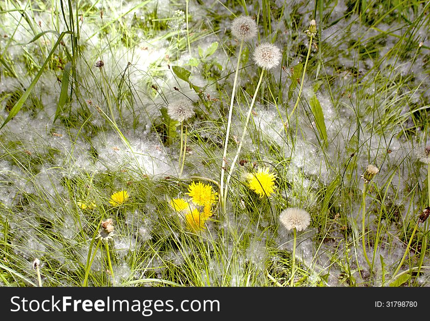 The bright green grass and dandelions powdered poplar down a hot June day. The bright green grass and dandelions powdered poplar down a hot June day