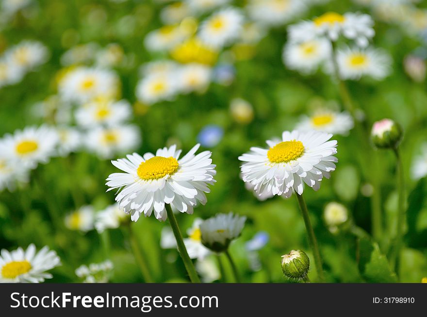 Beauttiful daisies in the light of the sun