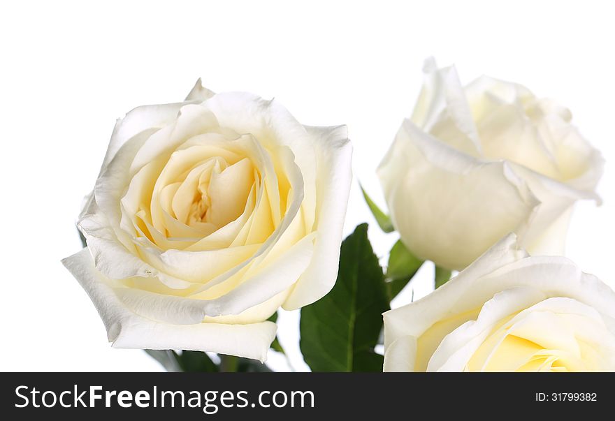 Roses On A White Background