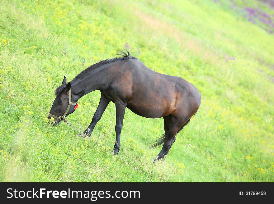 A horse in a meadow on a background of green grass.