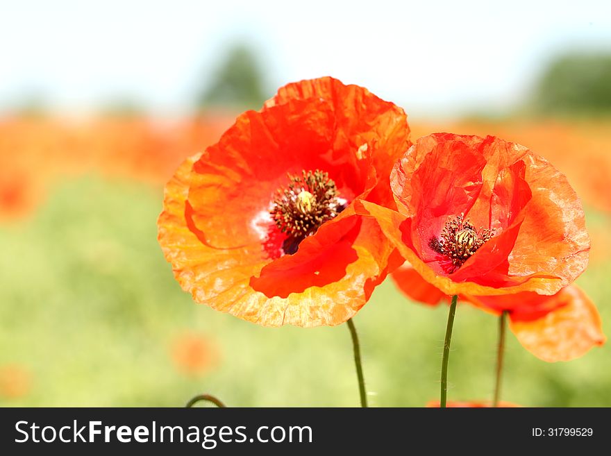 Two red wild poppies. A background of blooming plants.