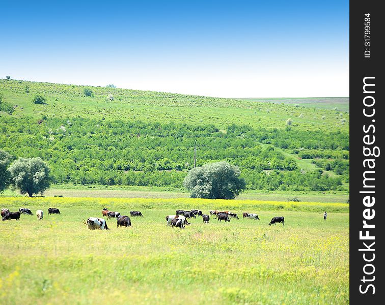 Cows in the meadow. A background of the garden, abandoned fields and blue sky.