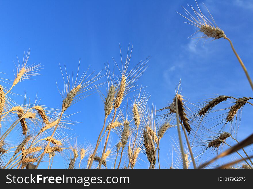 An Ear Of Wheat On The Background Of The Blue Sky