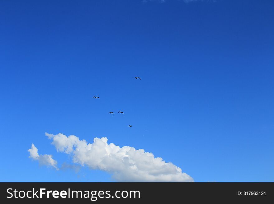 birds on the background of the blue sky