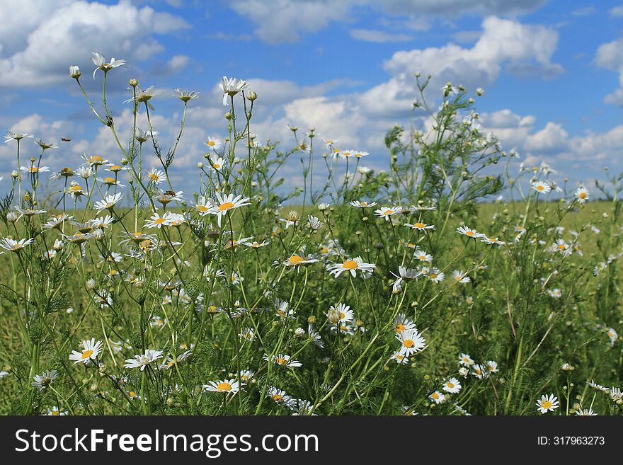 Wild chamomile flowers on the field