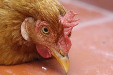 Free Range Chicken 1 Stock Images Free Range Chicken 1 Stock Images